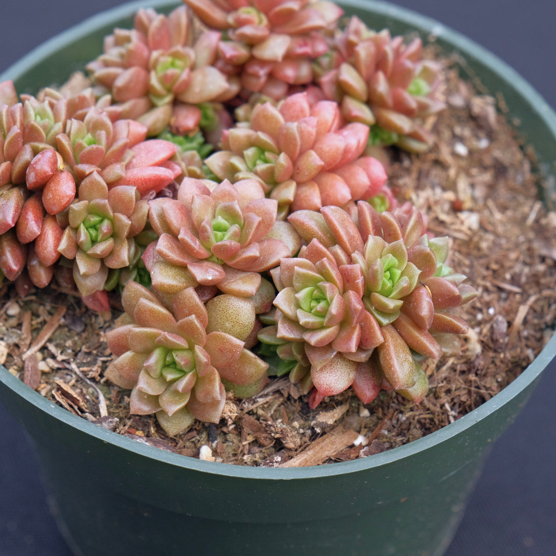 Cremnosedum Little Gem Succulent Plant