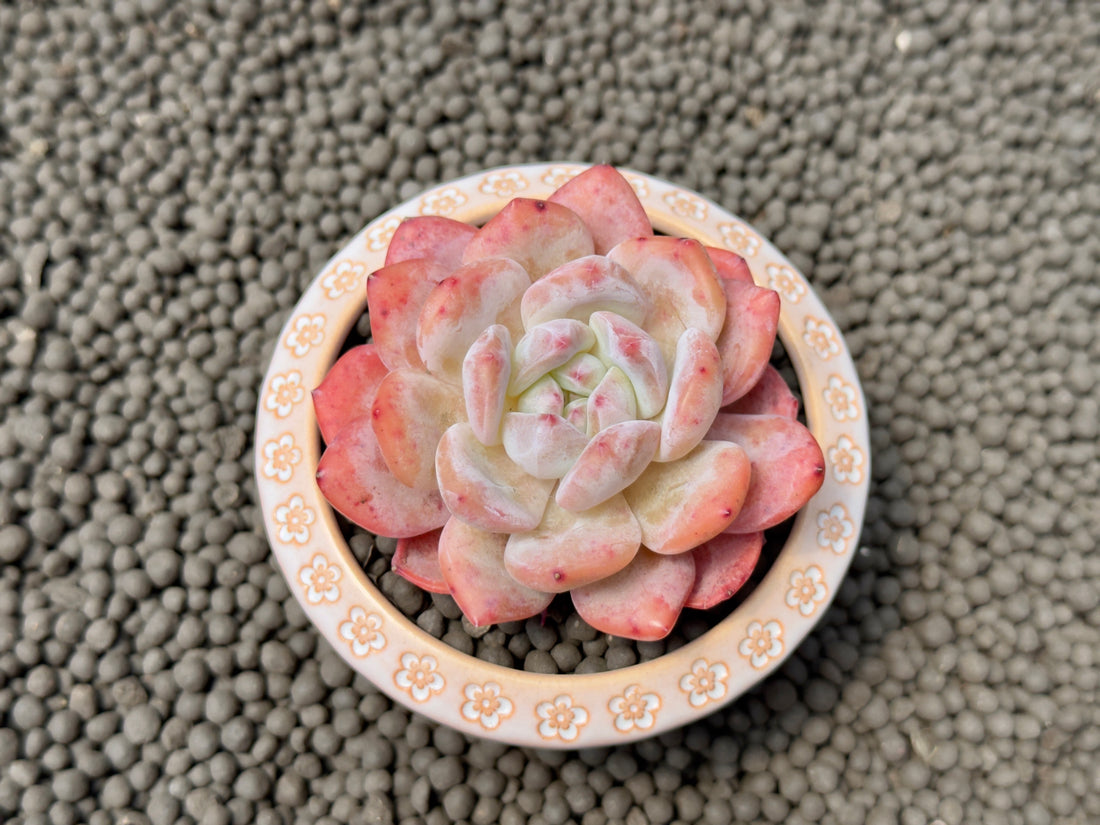 Echeveria Monroe Imported Succulent Plant