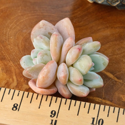 Graptoveria Snow Anna Imported Succulent Plant