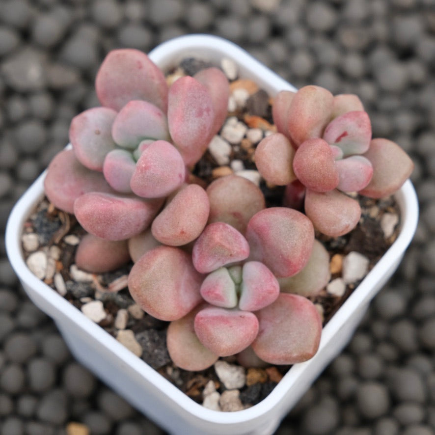 Graptopetalum Polari Heart Korean Succulent Plant