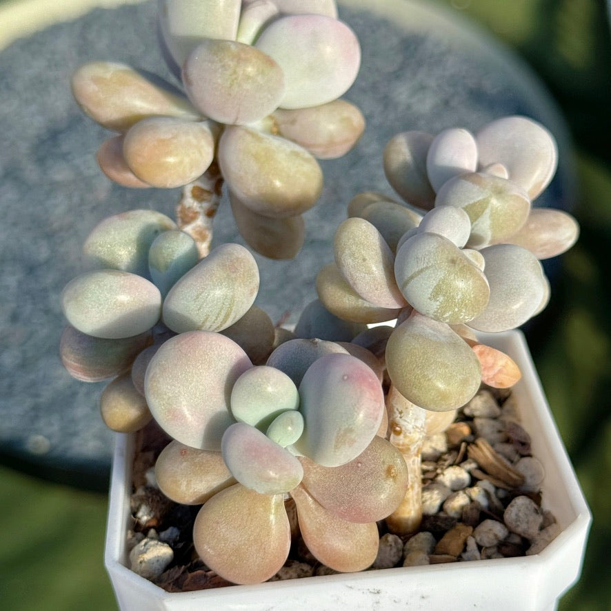 Graptopetalum amethystinum Korean Succulent Plant