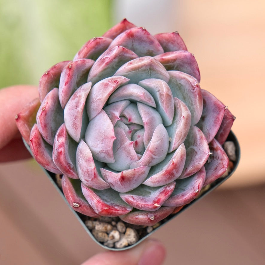 Echeveria Meisei Korean Succulent Plant