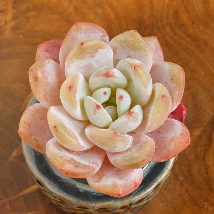 Echeveria Monroe Korean Succulent Plant