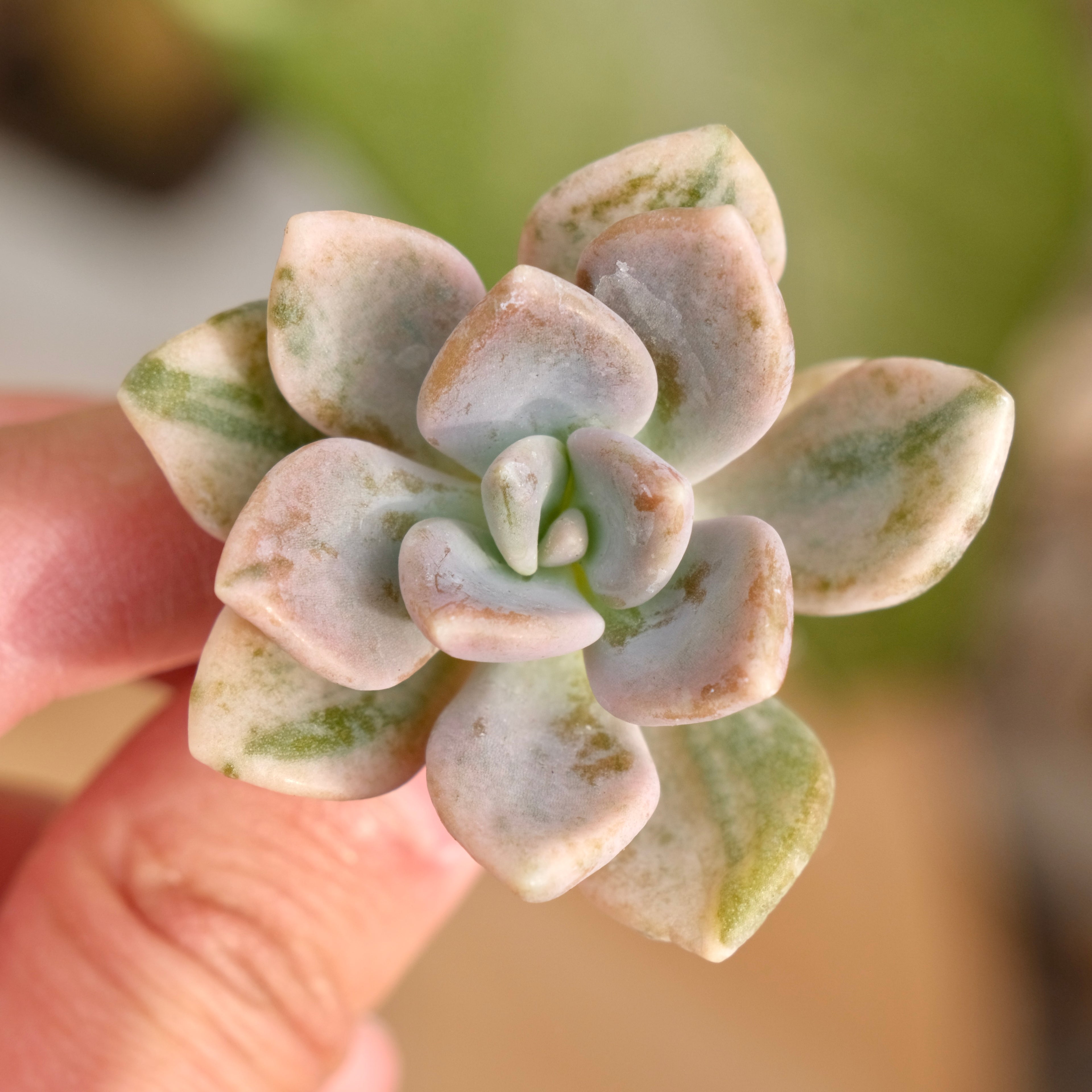 Var Graptophytum Supreme Korean Succulent Plant