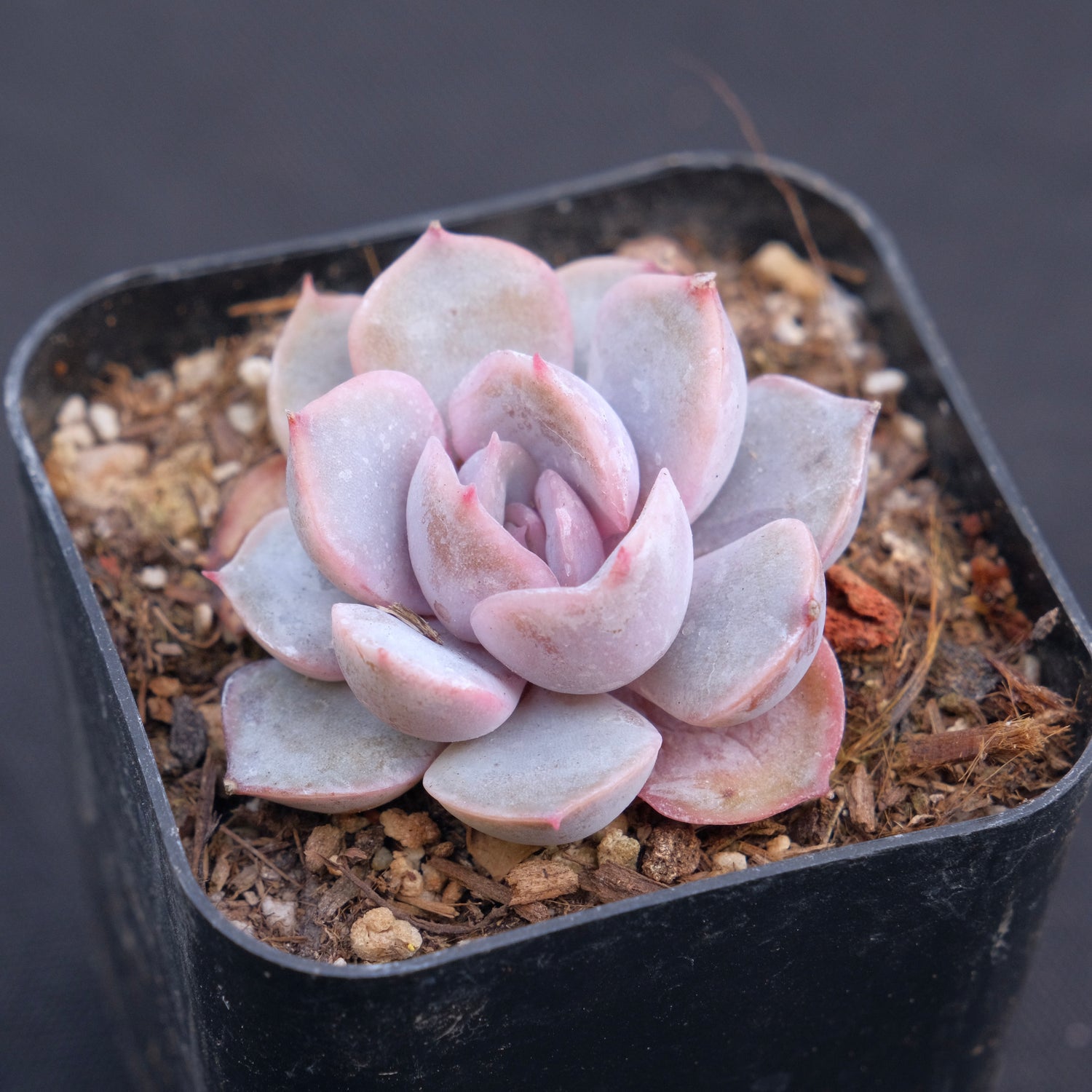 Echeveria Orion Succulent Plant