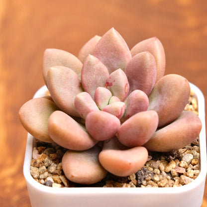 Graptopetalum Polari Heart Korean Succulent Plant