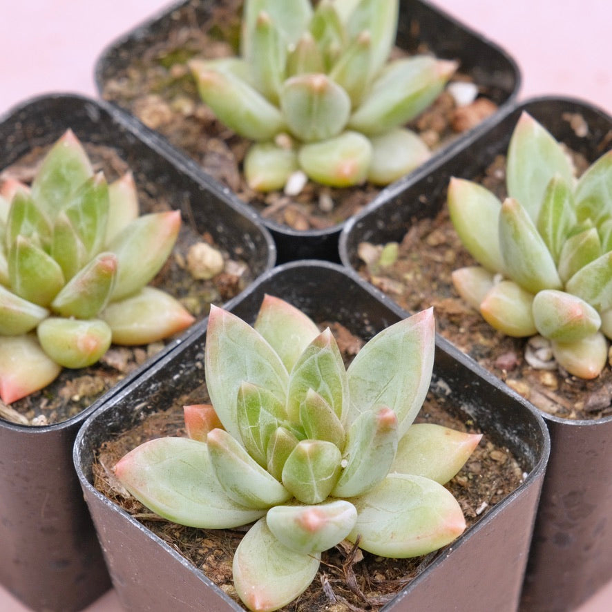 Pachyveria Bea Faceted Succulent Plant