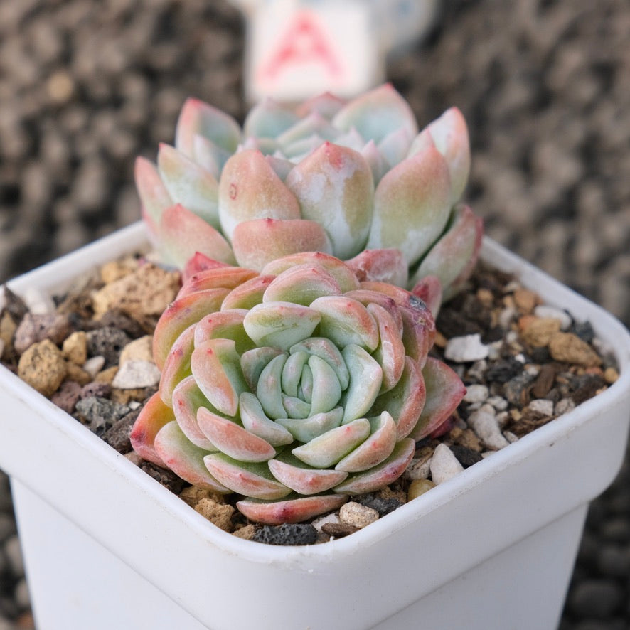 Echeveria White Rose Korean Succulent Plant