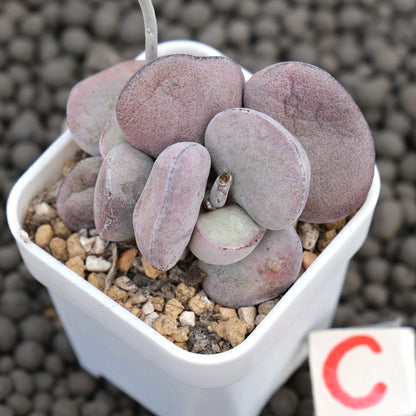 Adromischus Purple Ball Imported Succulent Plant