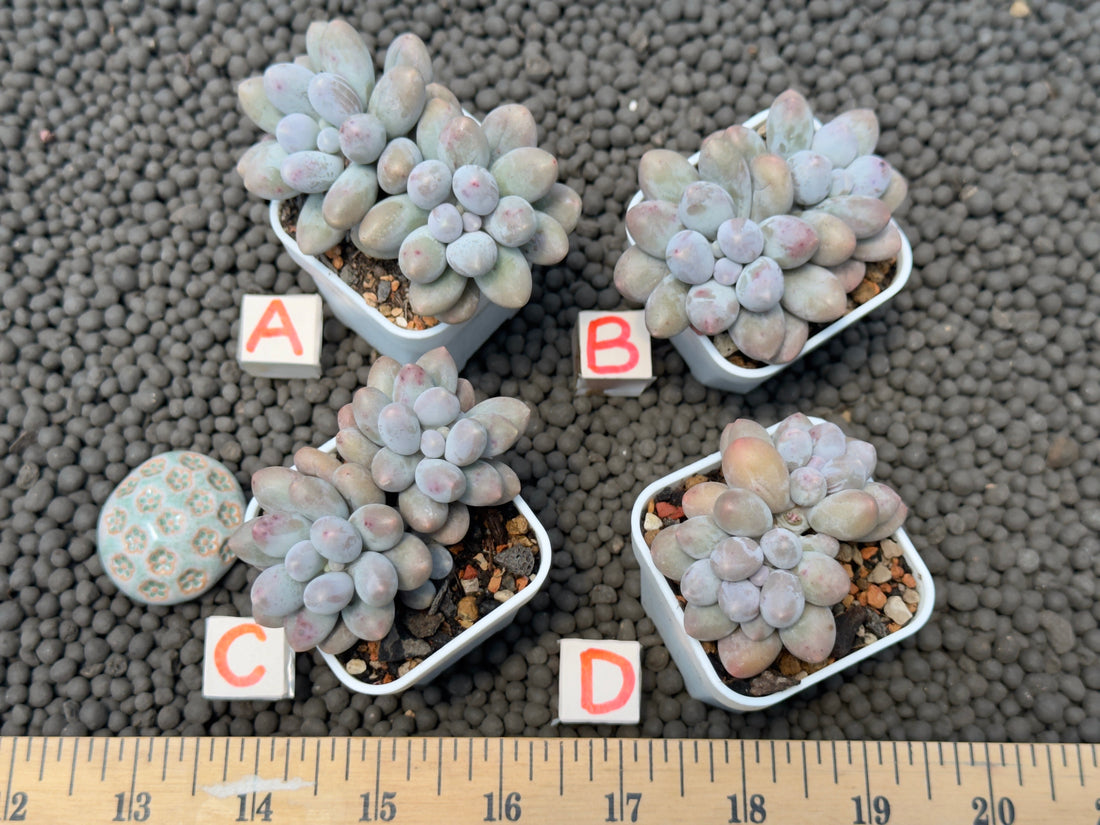 Pachyveria Sweet Mochi Imported Succulent Plant