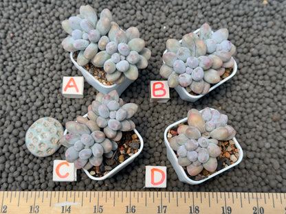 Pachyveria Sweet Mochi Imported Succulent Plant