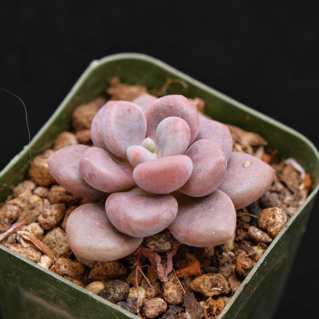 Graptosedum Indian Pink Baby Korean Succulent Plant