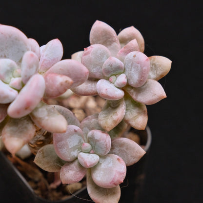 Pachyveria hybrid Korean Succulent Plant