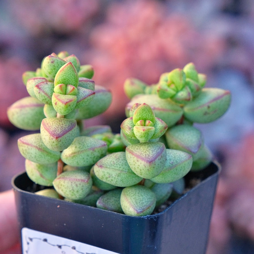 Crassula brevifolia Succulent Plant