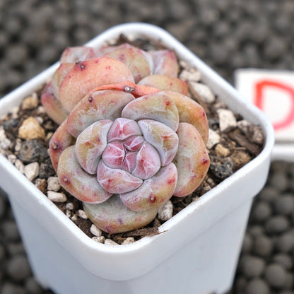 Echeveria Hoshikage Imported Succulent Plant