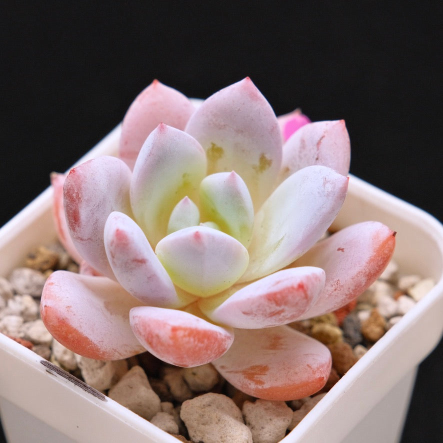 Echeveria La Traviata Korean Succulent Plant