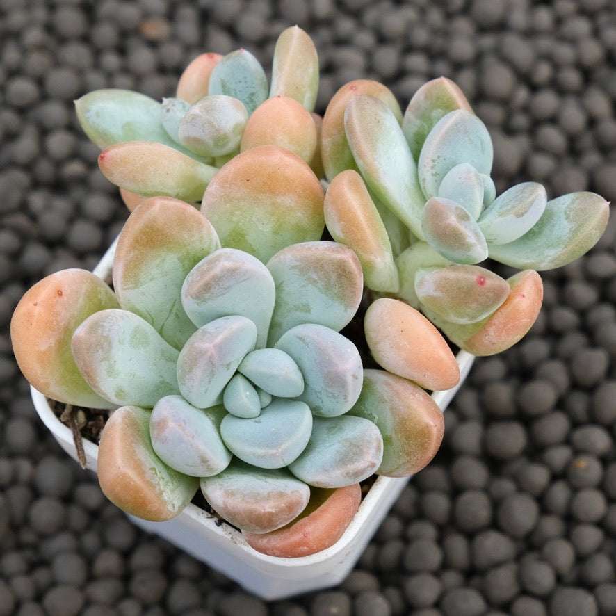 Pachyveria Muelleri Korean Succulent Plant