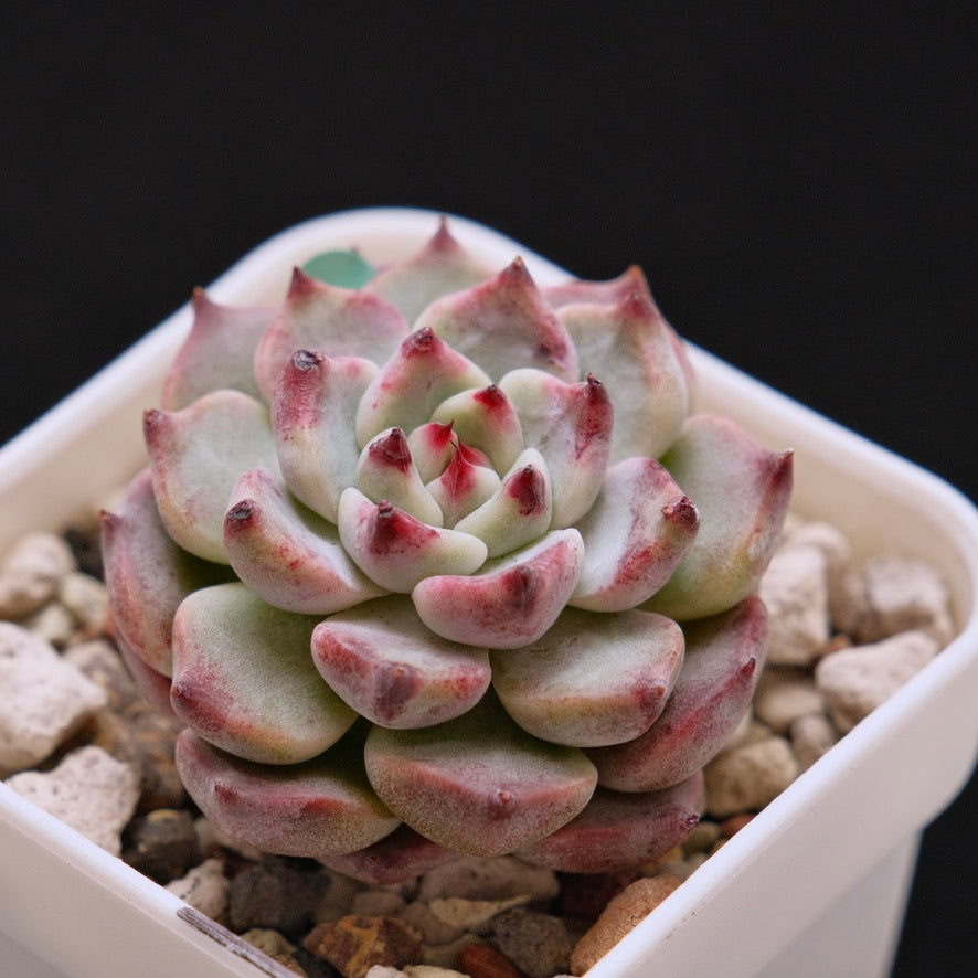 Echeveria Sakura Drop Korean Succulent Plant