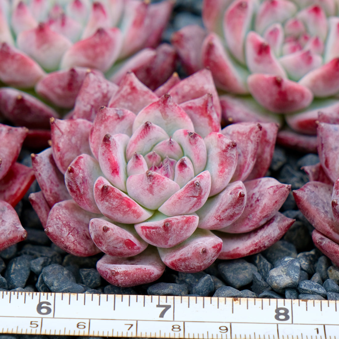 Echeveria colorata cultivar Imported Succulent Plant