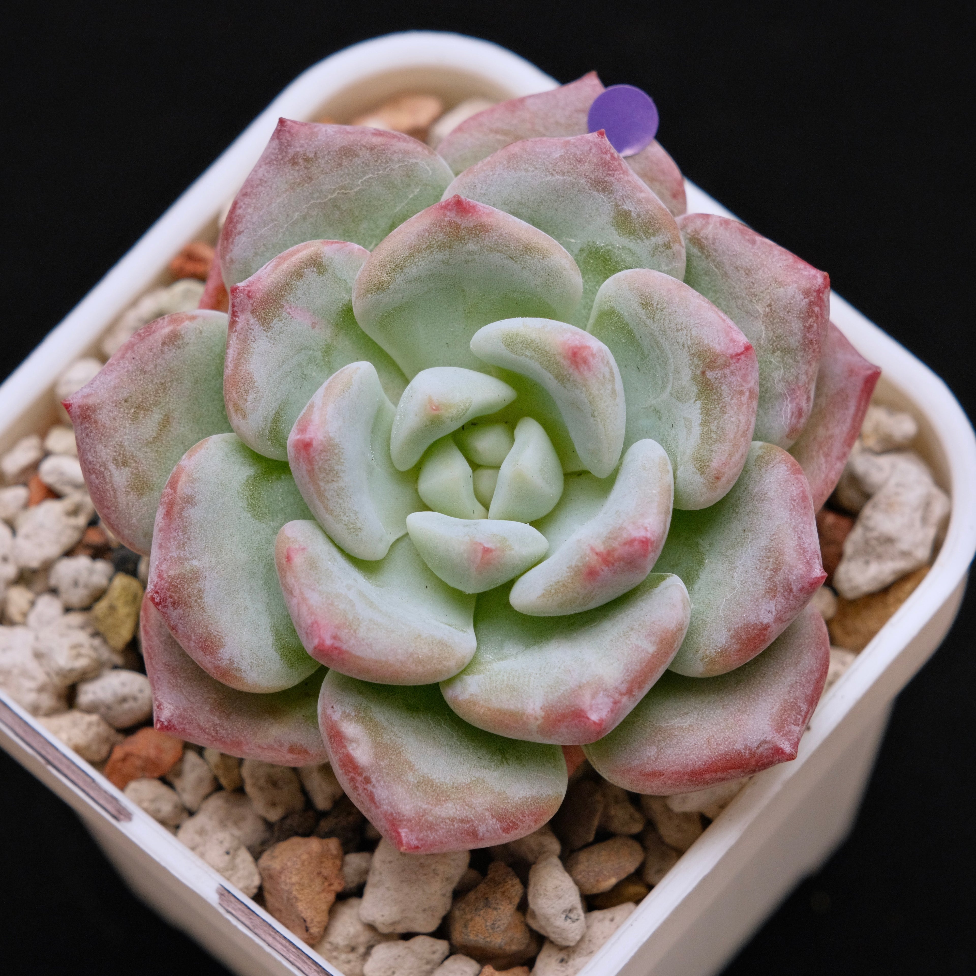 Echeveria Snow Mochi Imported Succulent Plant *New* 雪媚娘