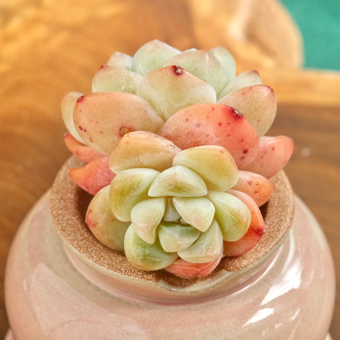 Echeveria Ice Green double Imported Succulent Plant