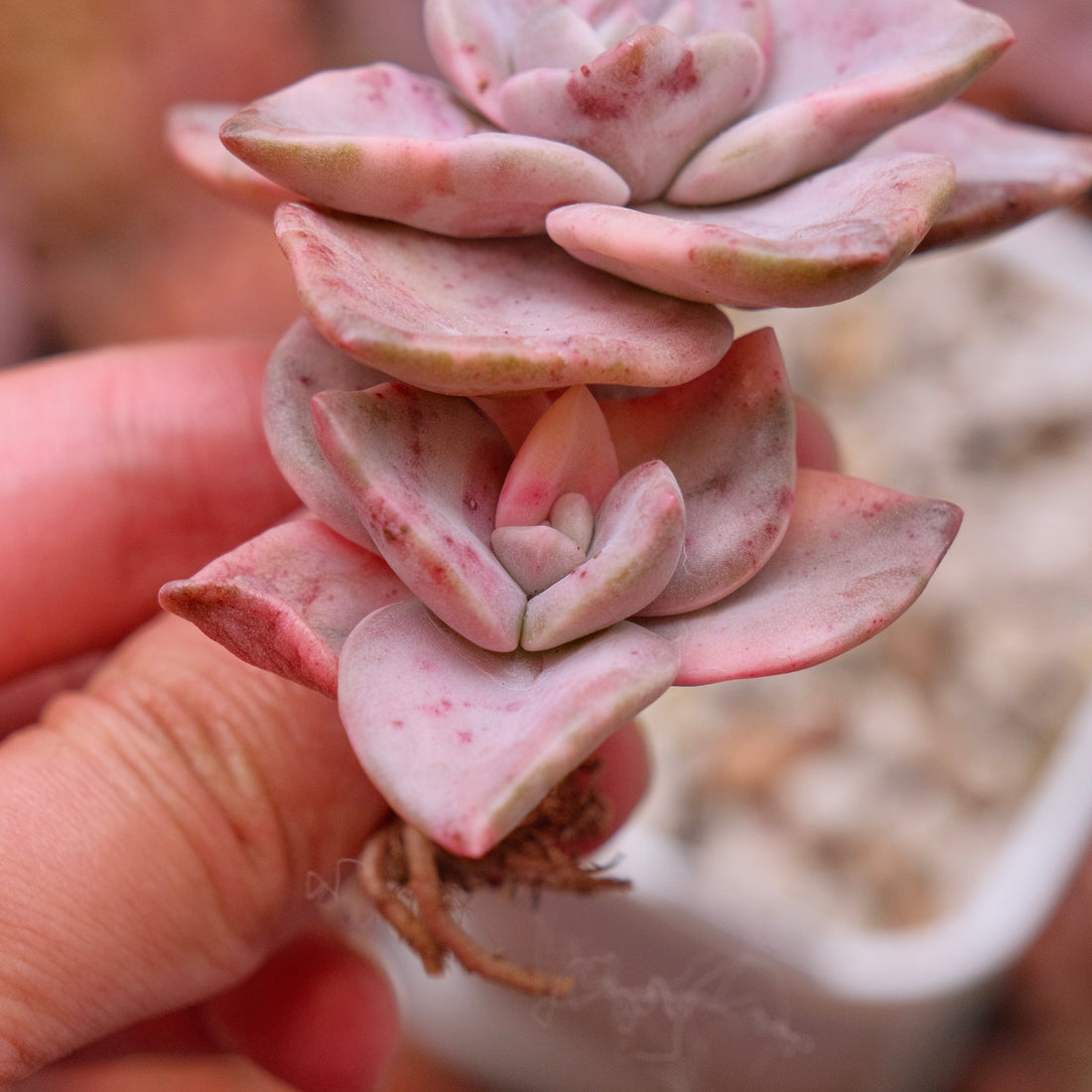 Variegated Graptoveria Albert Baynes Korean Succulent Plant