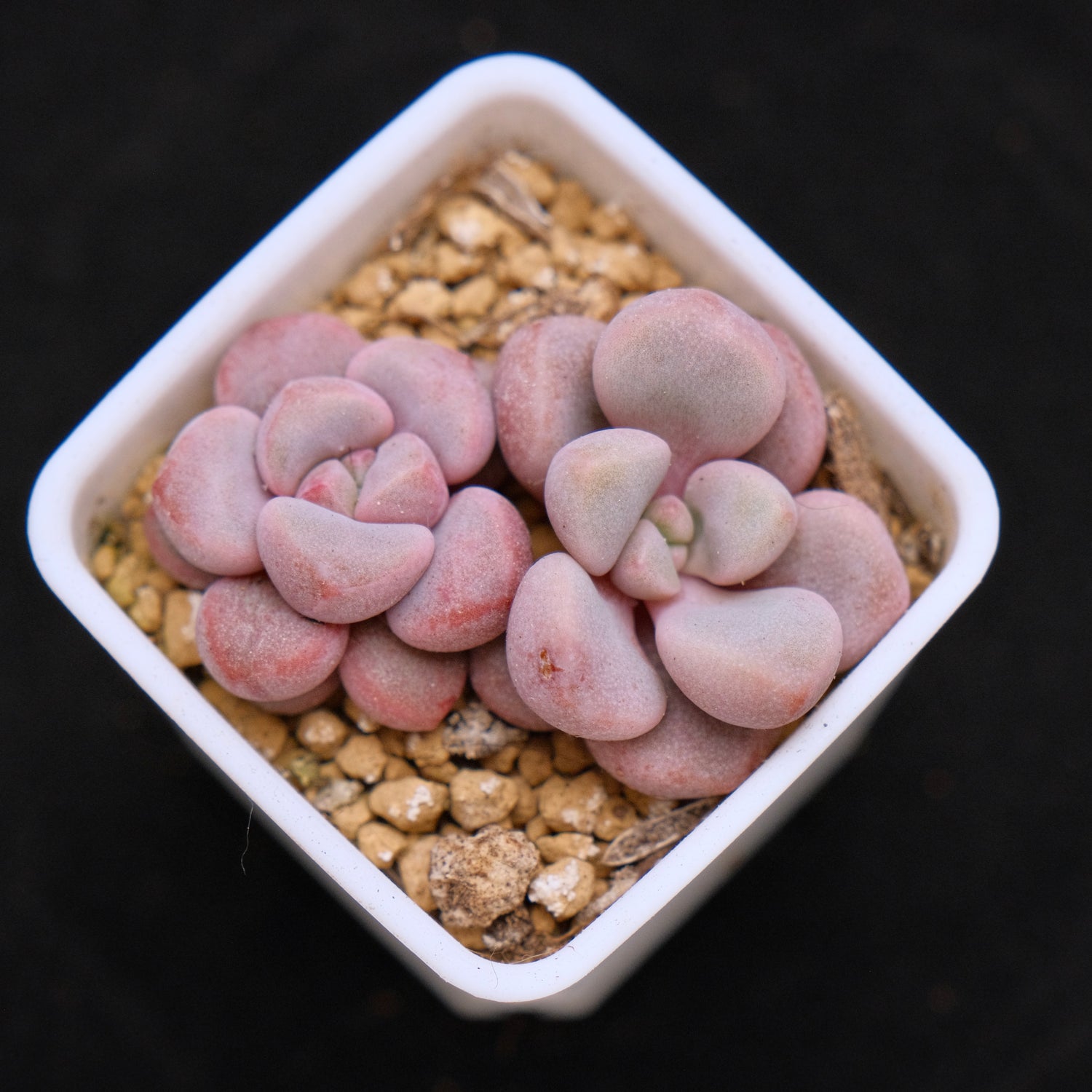 Graptopetalum Polari Heart babies Korean Succulent Plant