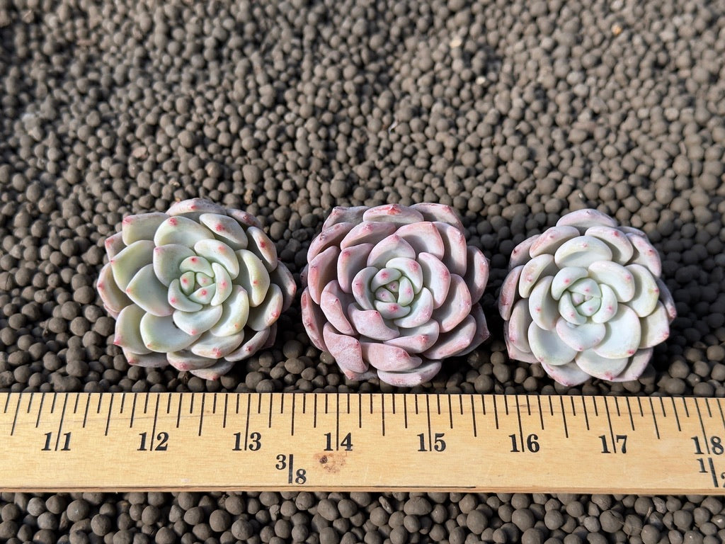 Echeveria Snow Taco Korean Succulent Plant Air Magic Hybrid