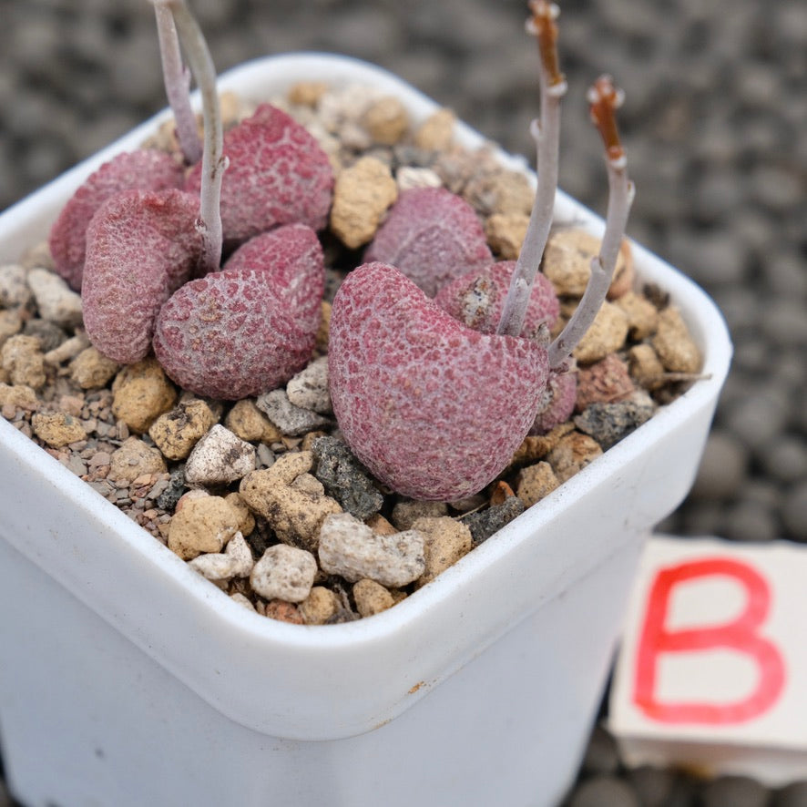 Adromischus Eve Imported Succulent Plant