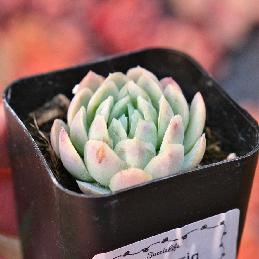 Echeveria elegans Mexican Snow Ball Succulent Plant