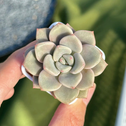 Graptoveria Pink Rosa Korean Succulent Plant Hwaga hybrid