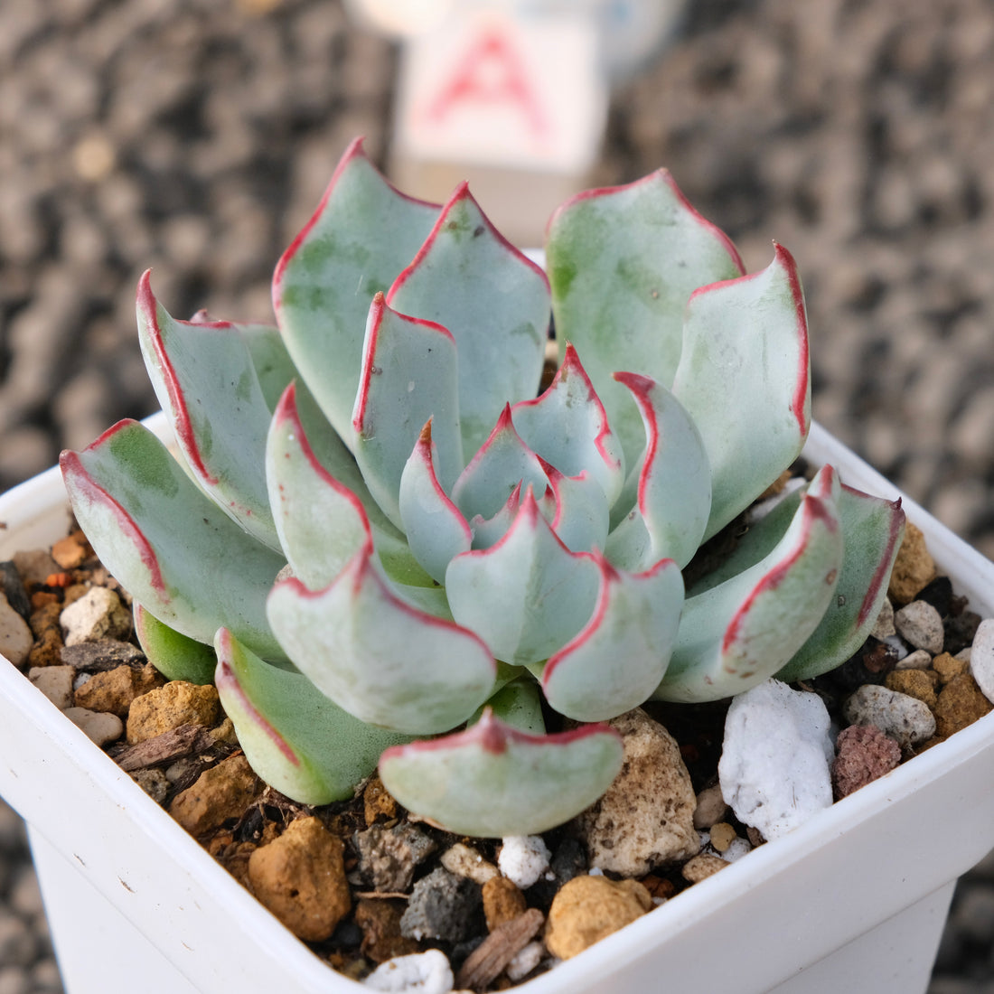 Echeveria Strictiflora Korean Succulent Plant