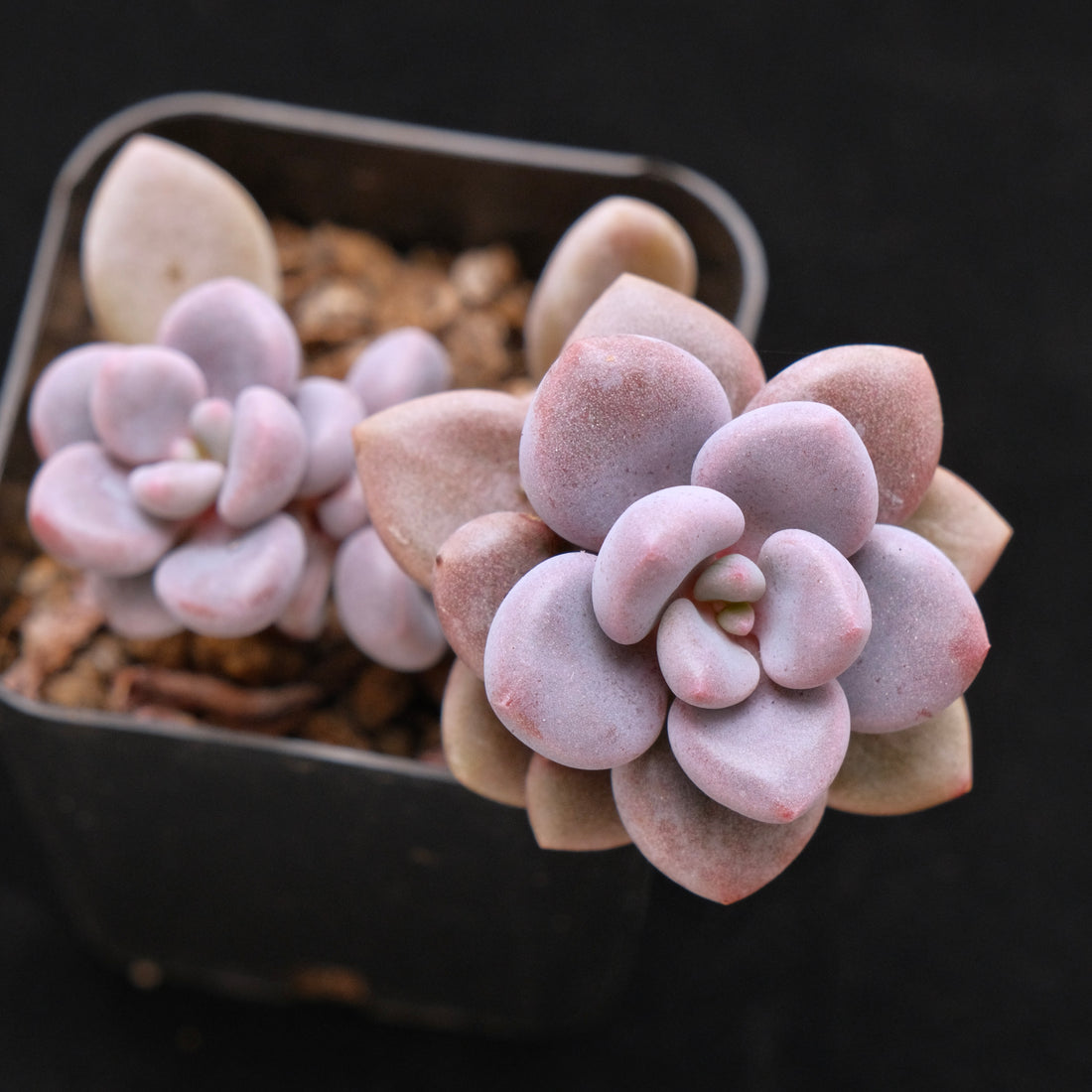 Graptosedum Indian Pink Korean Succulent Plant