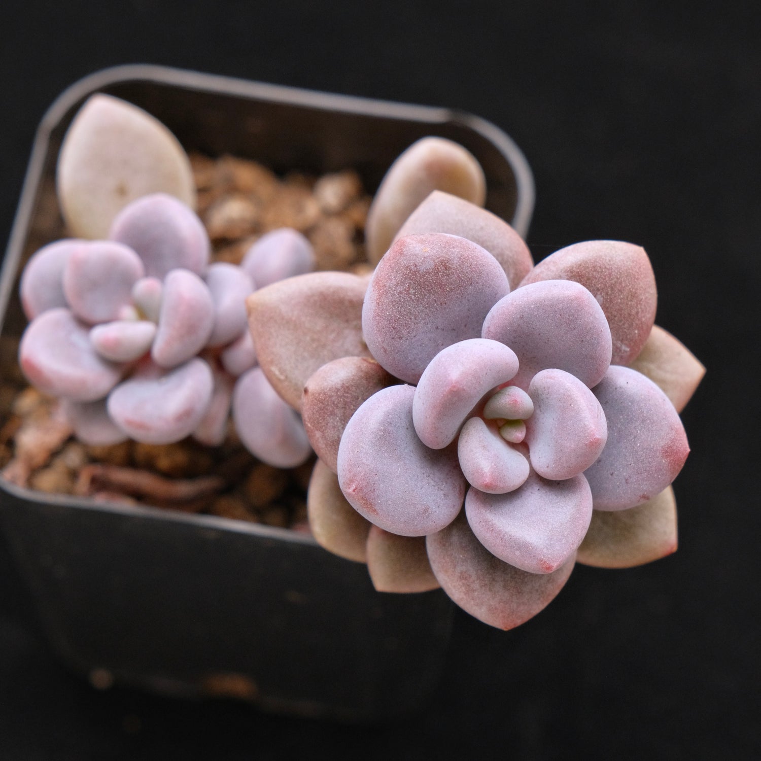 Graptosedum Indian Pink Korean Succulent Plant