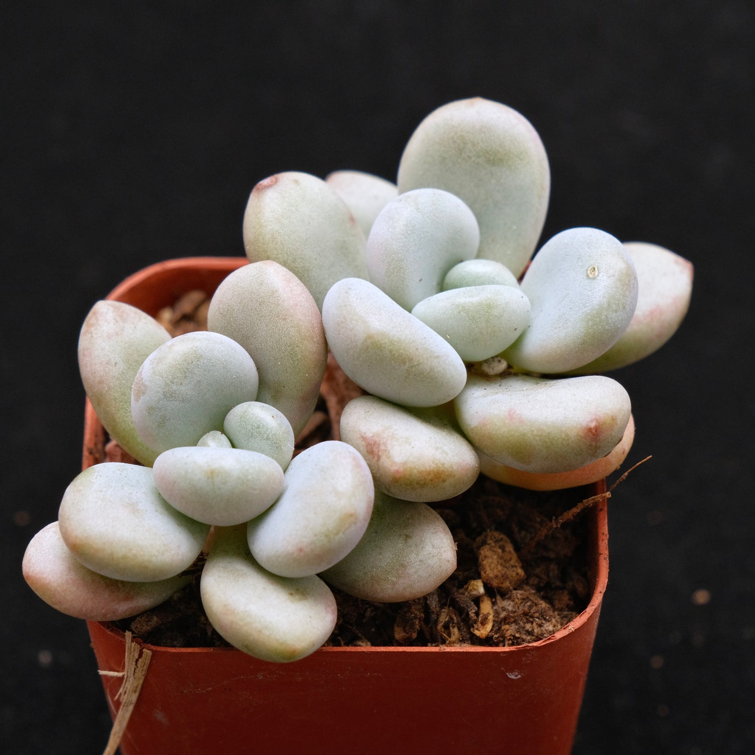 Graptoveria White Americano Korean Succulent Plant Air Magic Hybrid