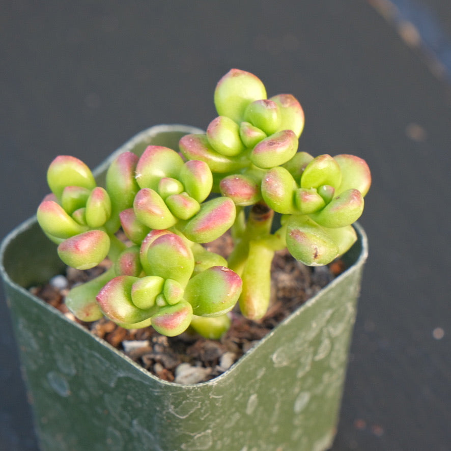 Sedum lucidum Obesum Succulent Plant