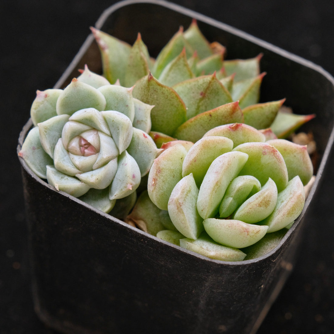 Korean Succulent Babies