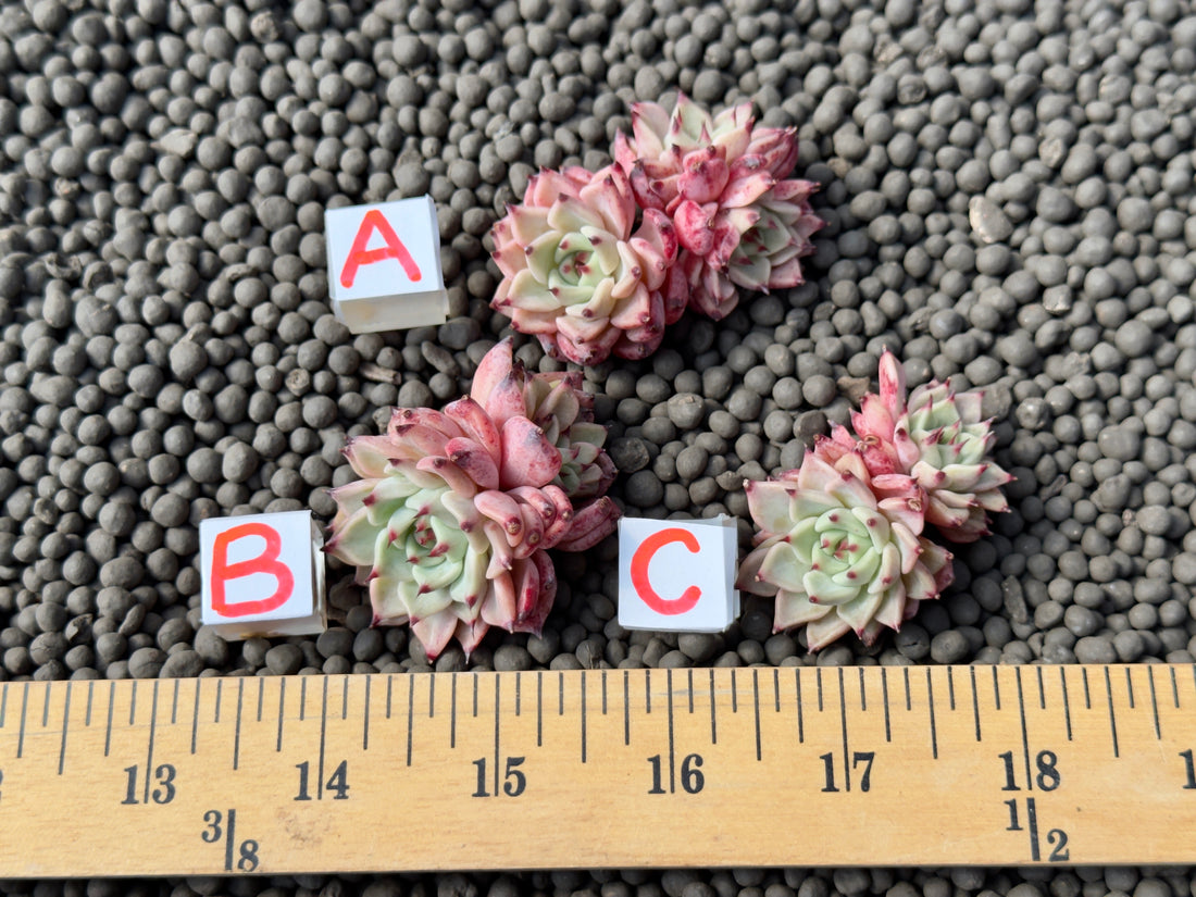 Echeveria Gazelle cluster Korean Succulent Plant Changhee hybrid