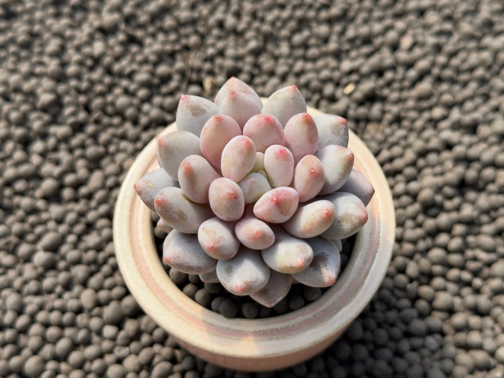 Sedeveria Sweet Love Imported Succulent Plant