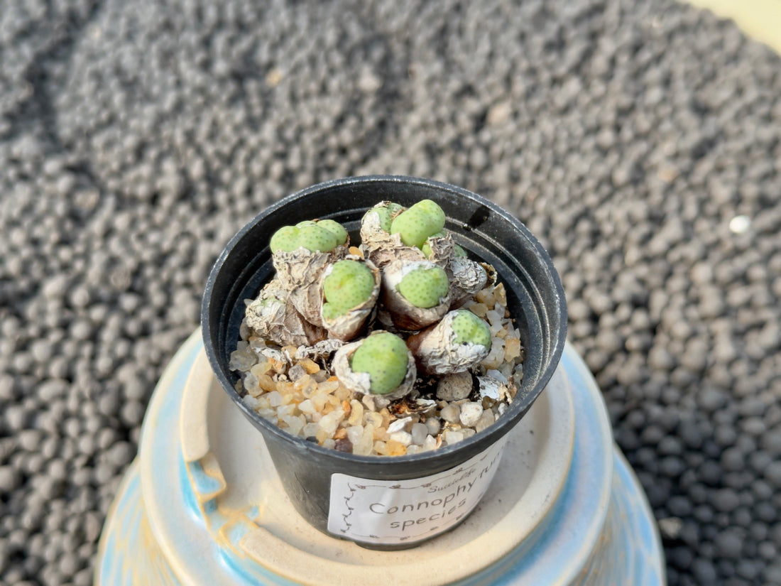 Conophytum species Imported Succulent Plant