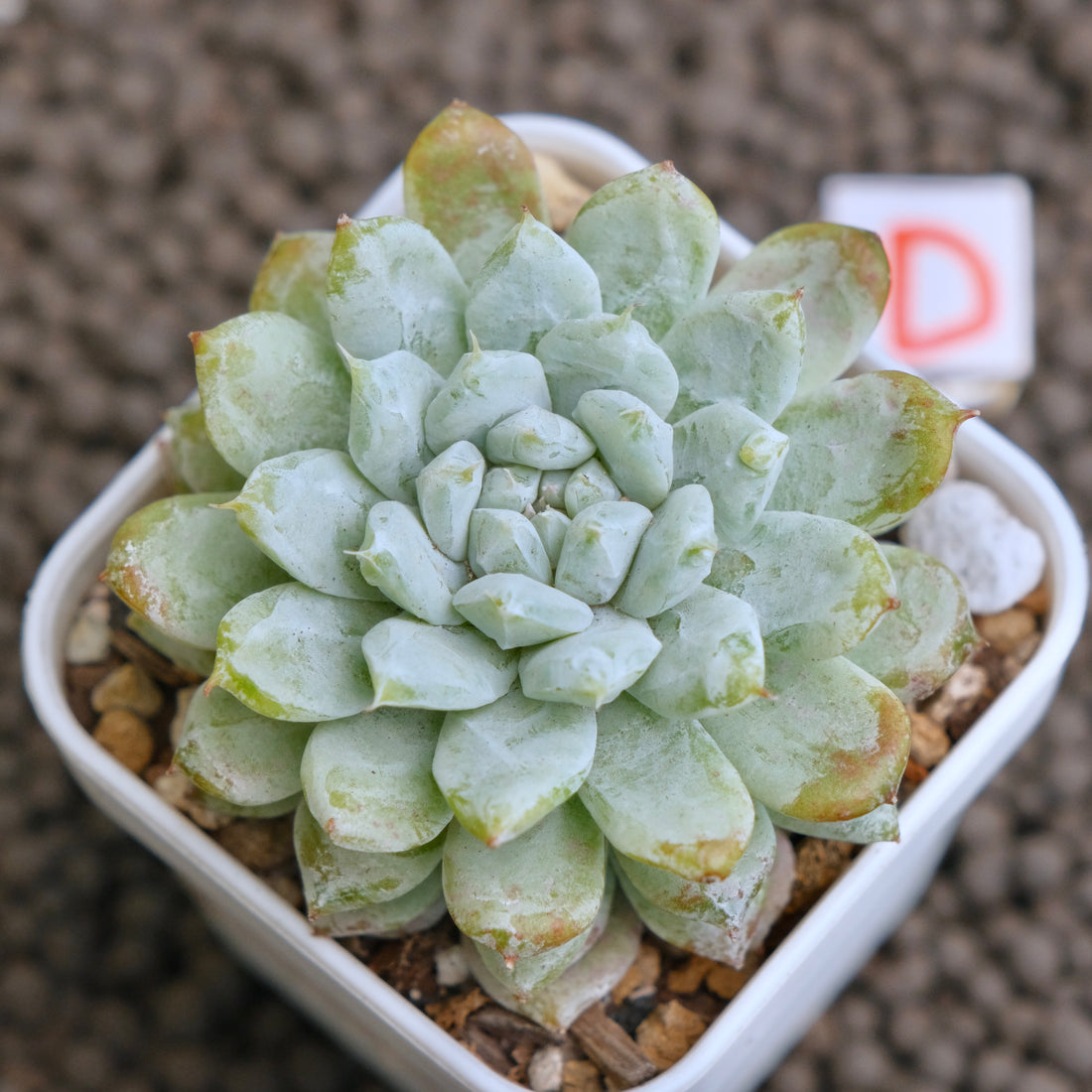 Echeveria Snow Peak Korean Succulent Plant - D