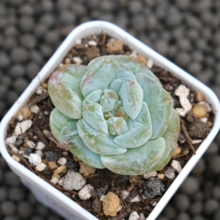 Monstrose Echeveria Icy Snow Succulent Plant