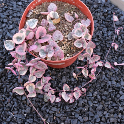 4 inch Variegated String of Hearts Succulent Plant