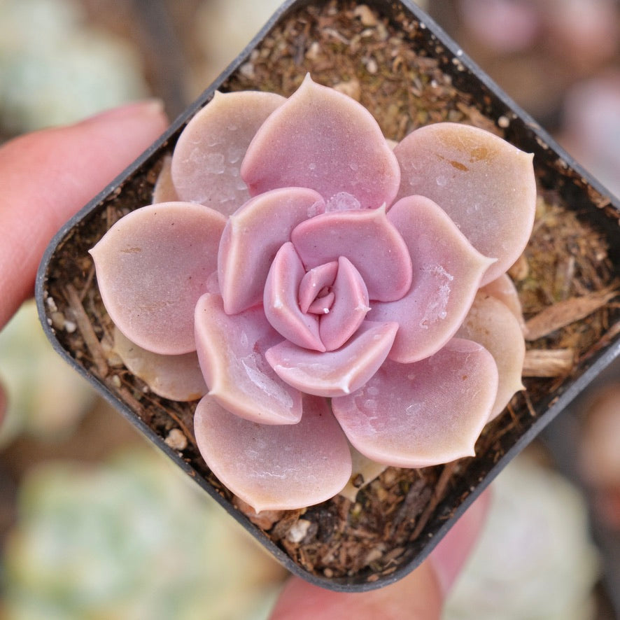 Echeveria Perle von Nurnberg Succulent Plant