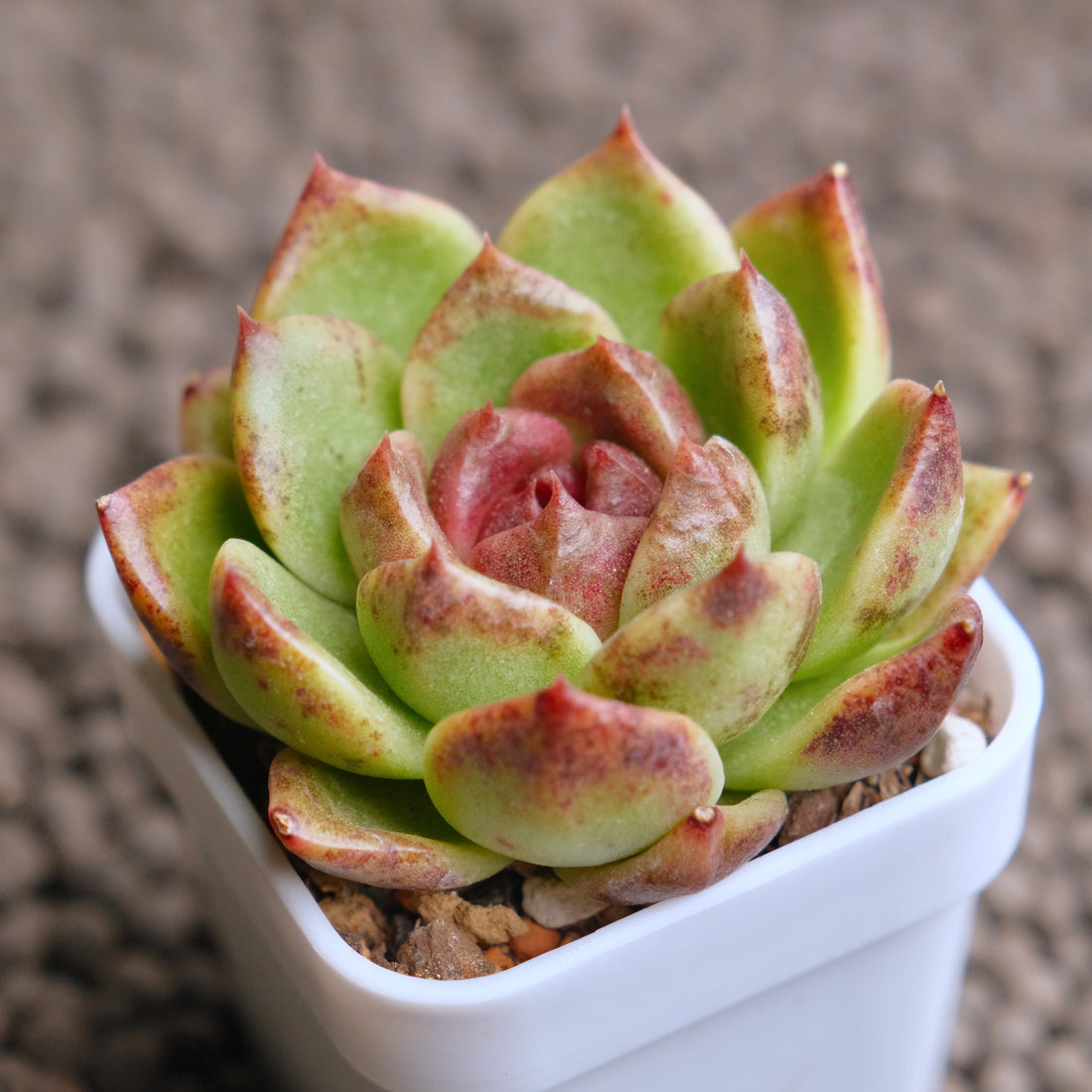 Echeveria Dark Edge Korean Succulent Plant - B