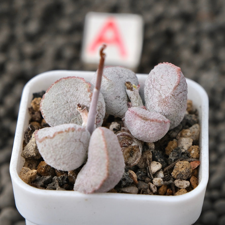 Adromischus Pink Ball Imported Succulent Plant