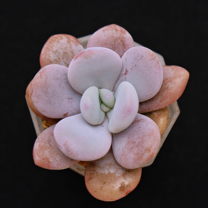 Graptoveria Lala Korean Succulent Plant