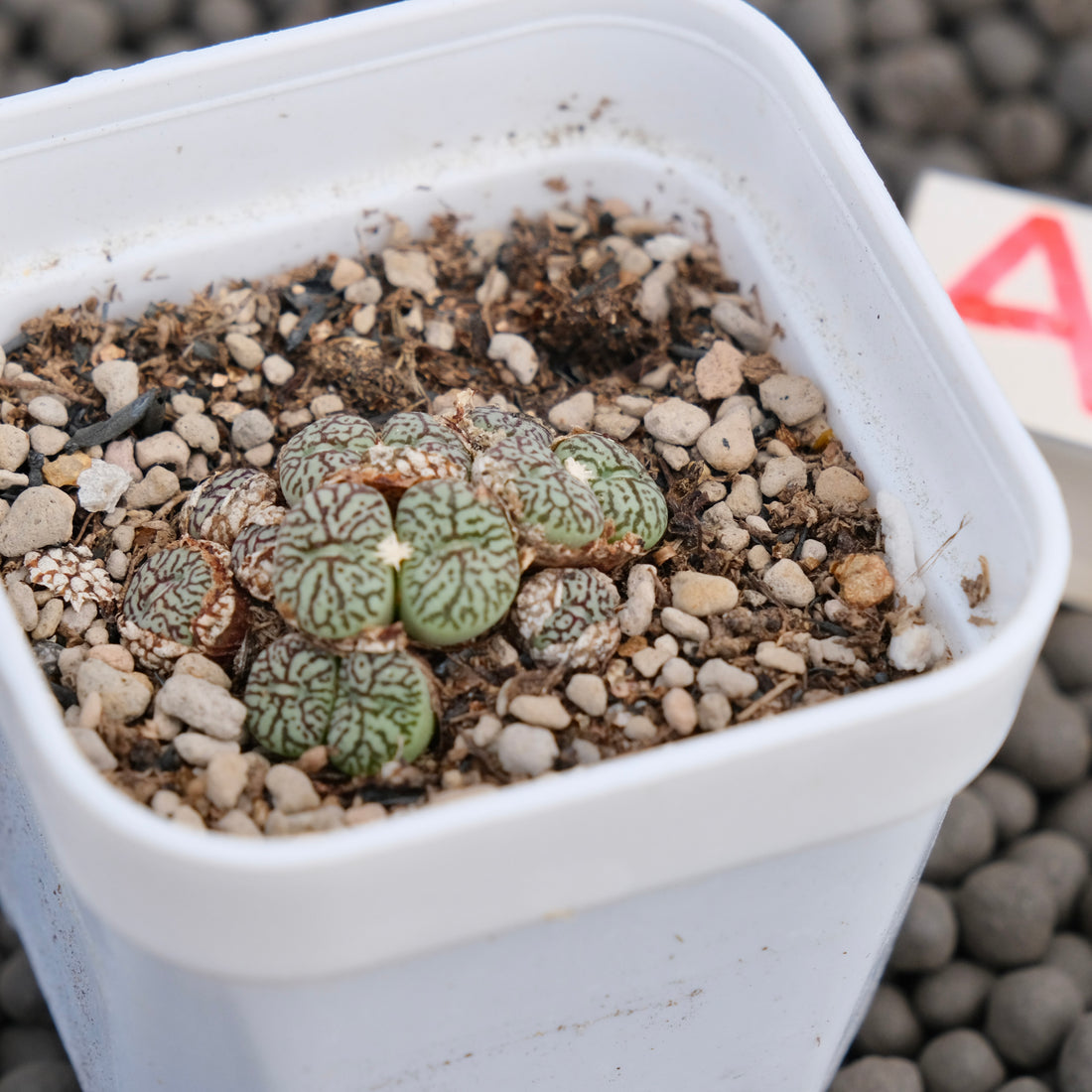 Conophytum minimum wittebergense Imported Succulent Plant