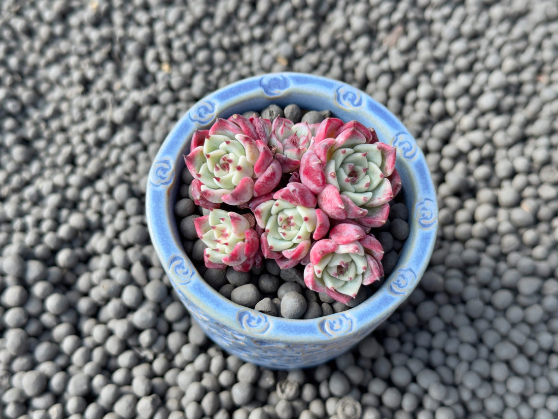 Echeveria Sarahime Imported Succulent Plant