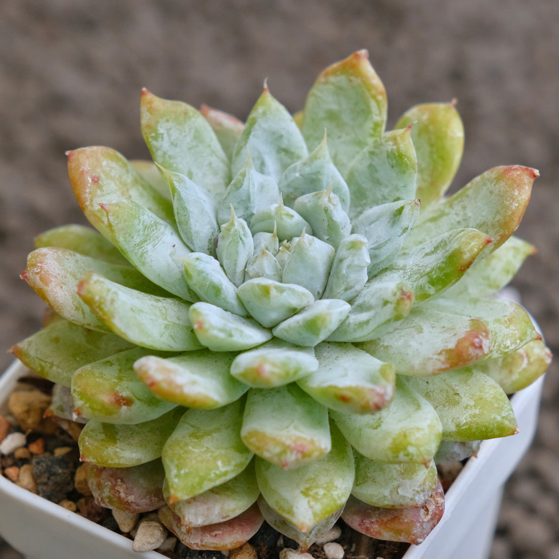 Echeveria Snow Peak Korean Succulent Plant - C